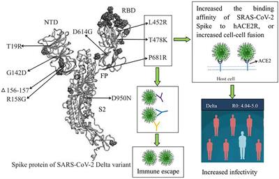 The Global Epidemic of the SARS-CoV-2 Delta Variant, Key Spike Mutations and Immune Escape